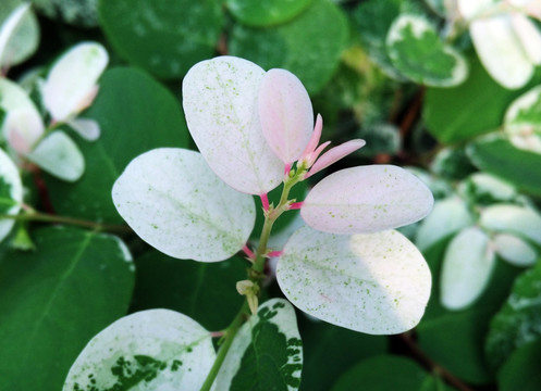 雪花木