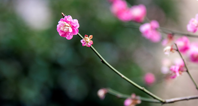 花卉