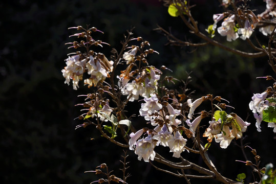 泡桐花