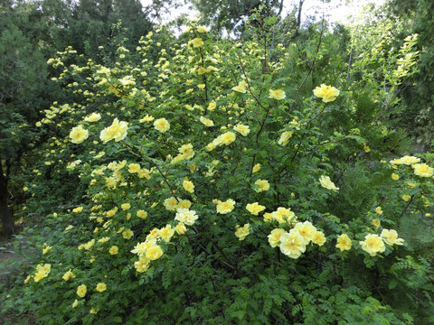 刺梅花 黄刺梅