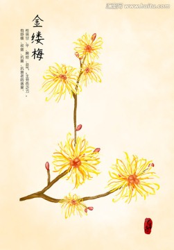 金縷梅