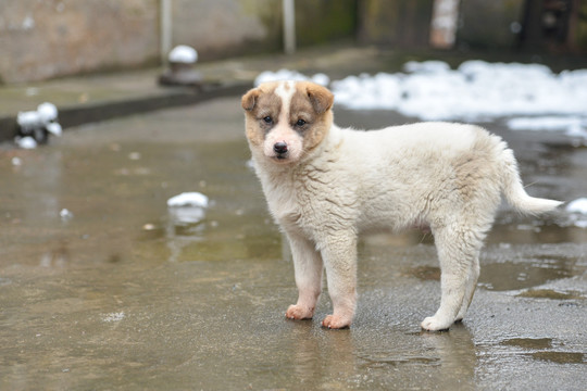 田园幼犬