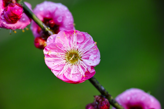 梅花 水珠