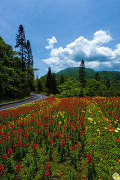 峨眉山花海