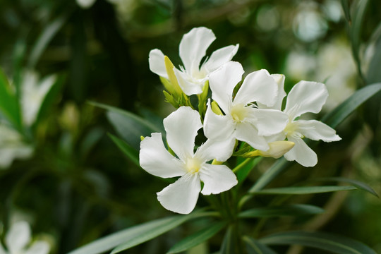 白色的花朵