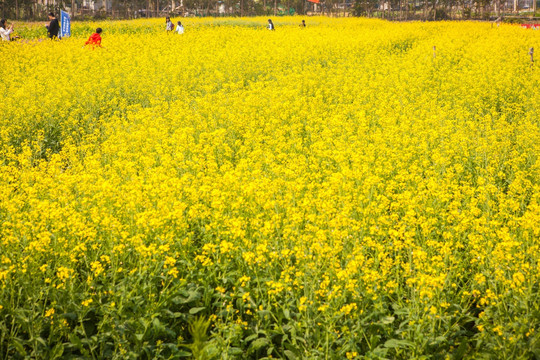 油菜花田