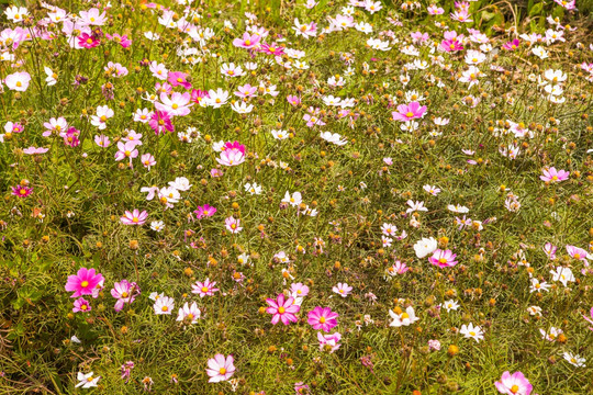 波斯菊花丛