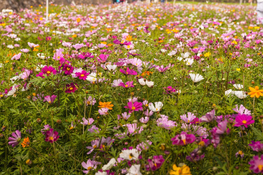 波斯菊花海