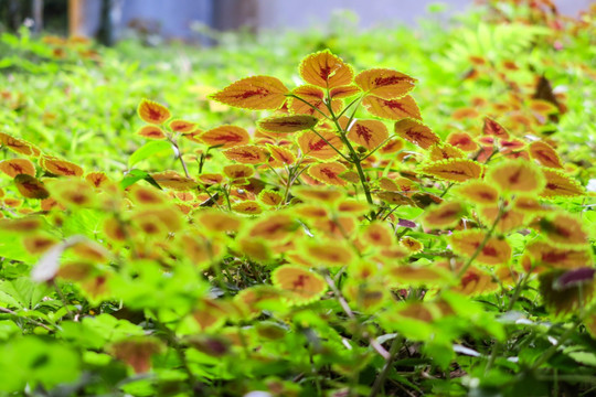 乐东 雨林谷 花草3