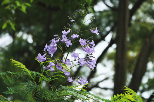 蓝花楹