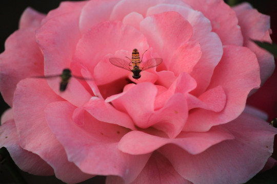 采花的野蜂