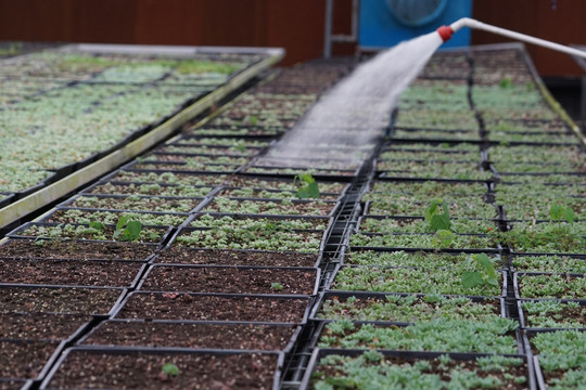 花农浇水 多肉植物浇水