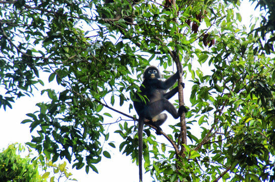 树上的菲氏叶猴