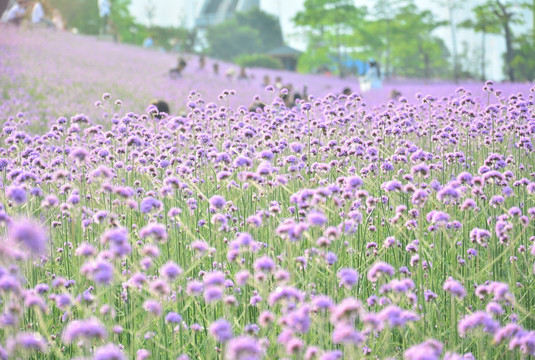 柳叶马鞭草