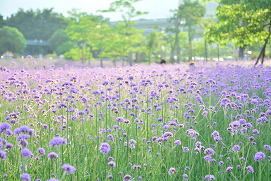 柳叶马鞭草