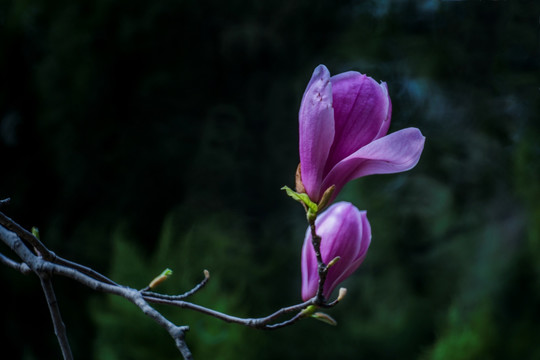 玉兰花