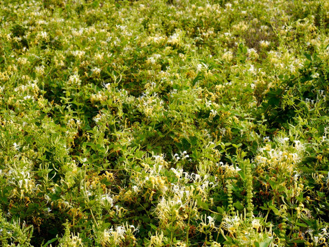 金银花种植田