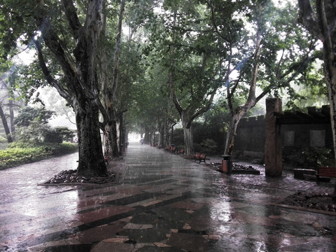 静安公园梧桐雨