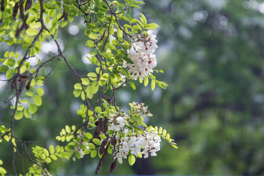 槐树槐花