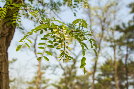 槐树槐花