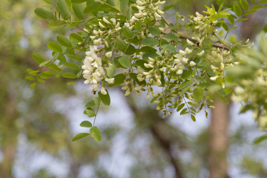 槐树槐花