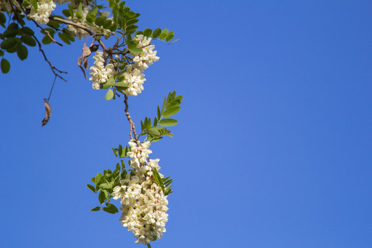 槐树槐花