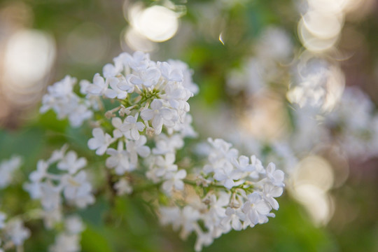 丁香花