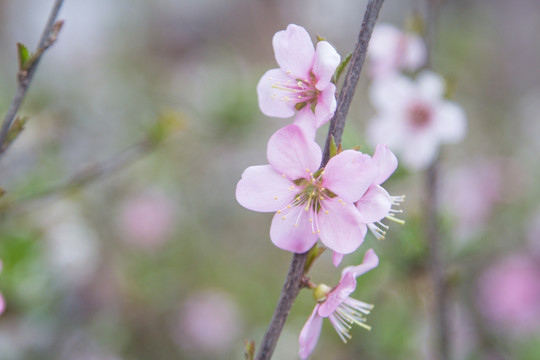 盛开的樱花