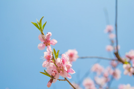 粉色桃花盛开桃树