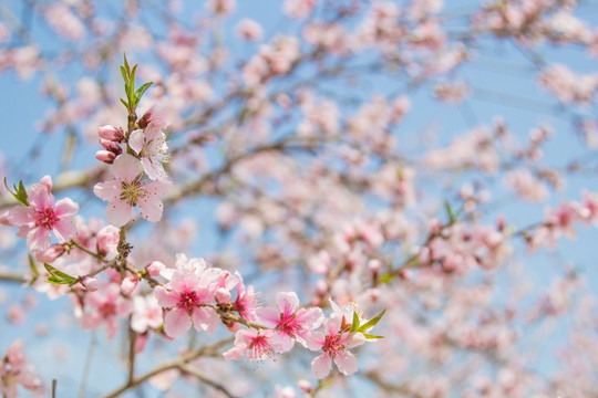 粉色桃花盛开桃树