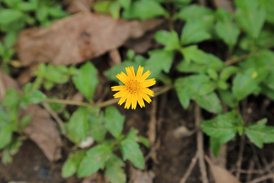 小雏菊