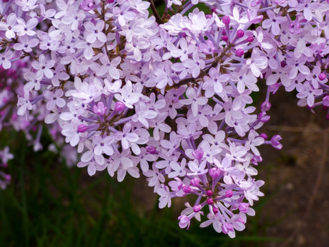 丁香花