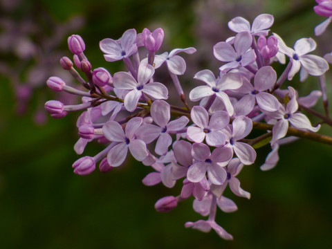 丁香花