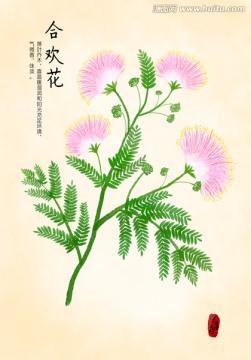 合歡花