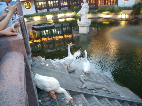 上海 建筑 寺庙 旅游 风光