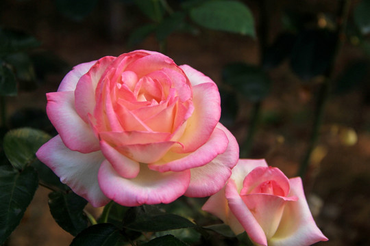 粉红玫瑰花