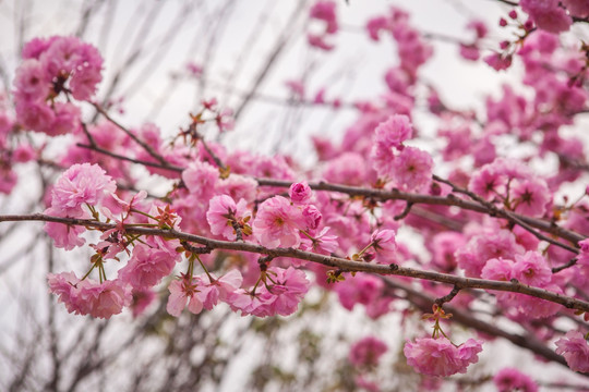 粉红色樱花