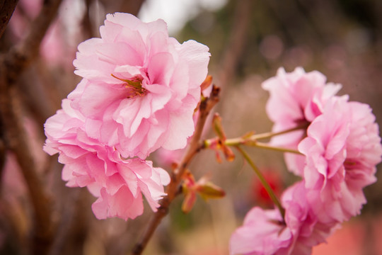 粉红色樱花特写