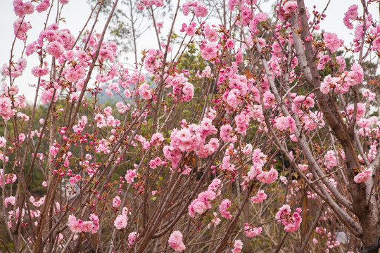 粉红色樱花