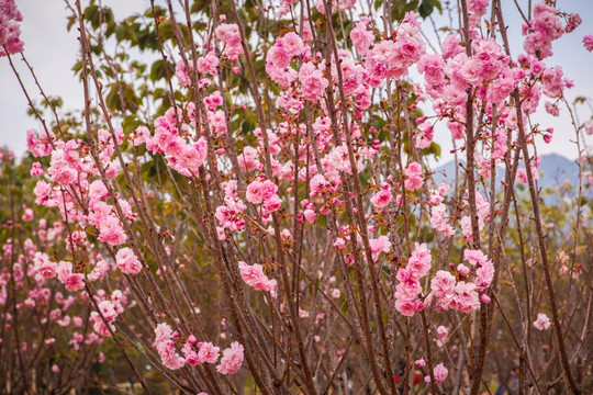 红色樱花树林