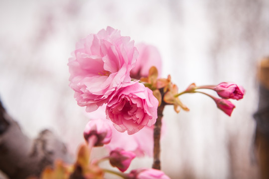 粉红色樱花特写