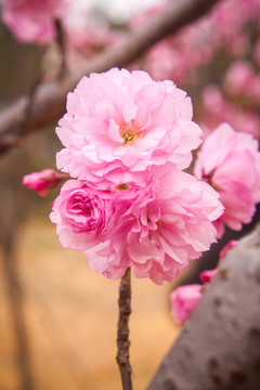 粉红色樱花特写