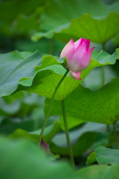 陵水 荷花