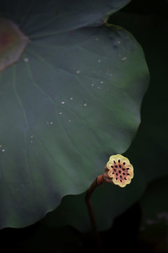 陵水 荷花6