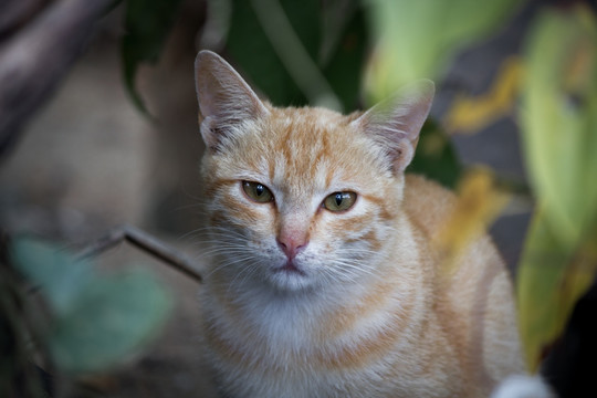 三亚 南岛 猫