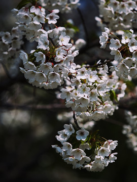 樱花