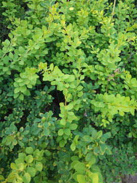 植物墙 背景墙 绿植墙