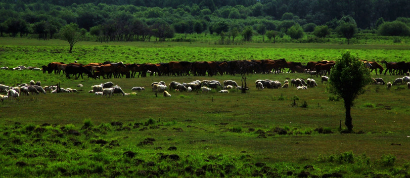 林间草原马群羊群