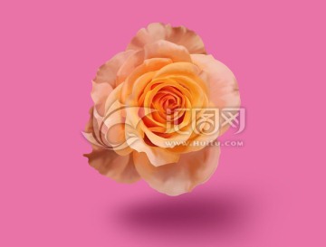 手繪高清月季花