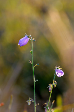 铃铛花